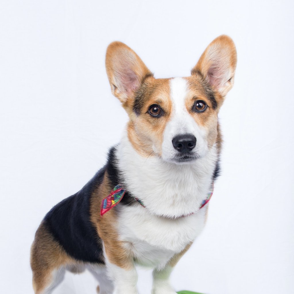 Домашние животные